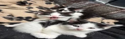 Mixed Breed cats for sale: Kittens for sale  in Keighley - Advert 5