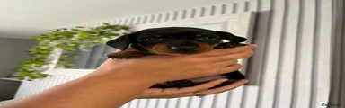 Miniature Dachshund 2