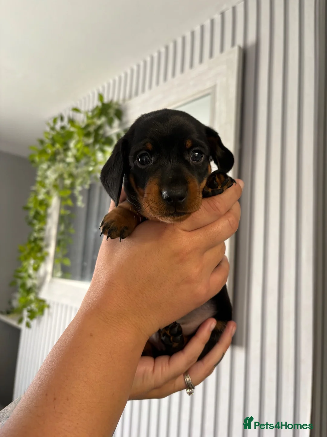 Miniature Dachshund dogs for sale: Miniature dauchund - Advert 3