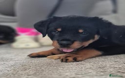 Rottweiler dogs for sale: Rottweiler Puppies – 3 Beautiful Girls Ready now! - Image 7