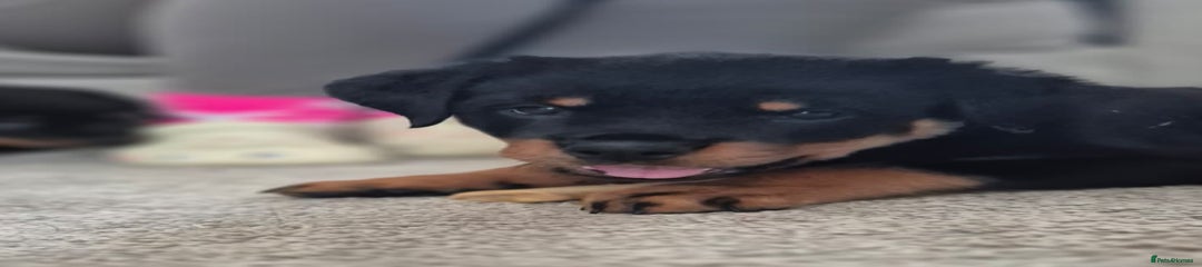 Rottweiler Puppy 2