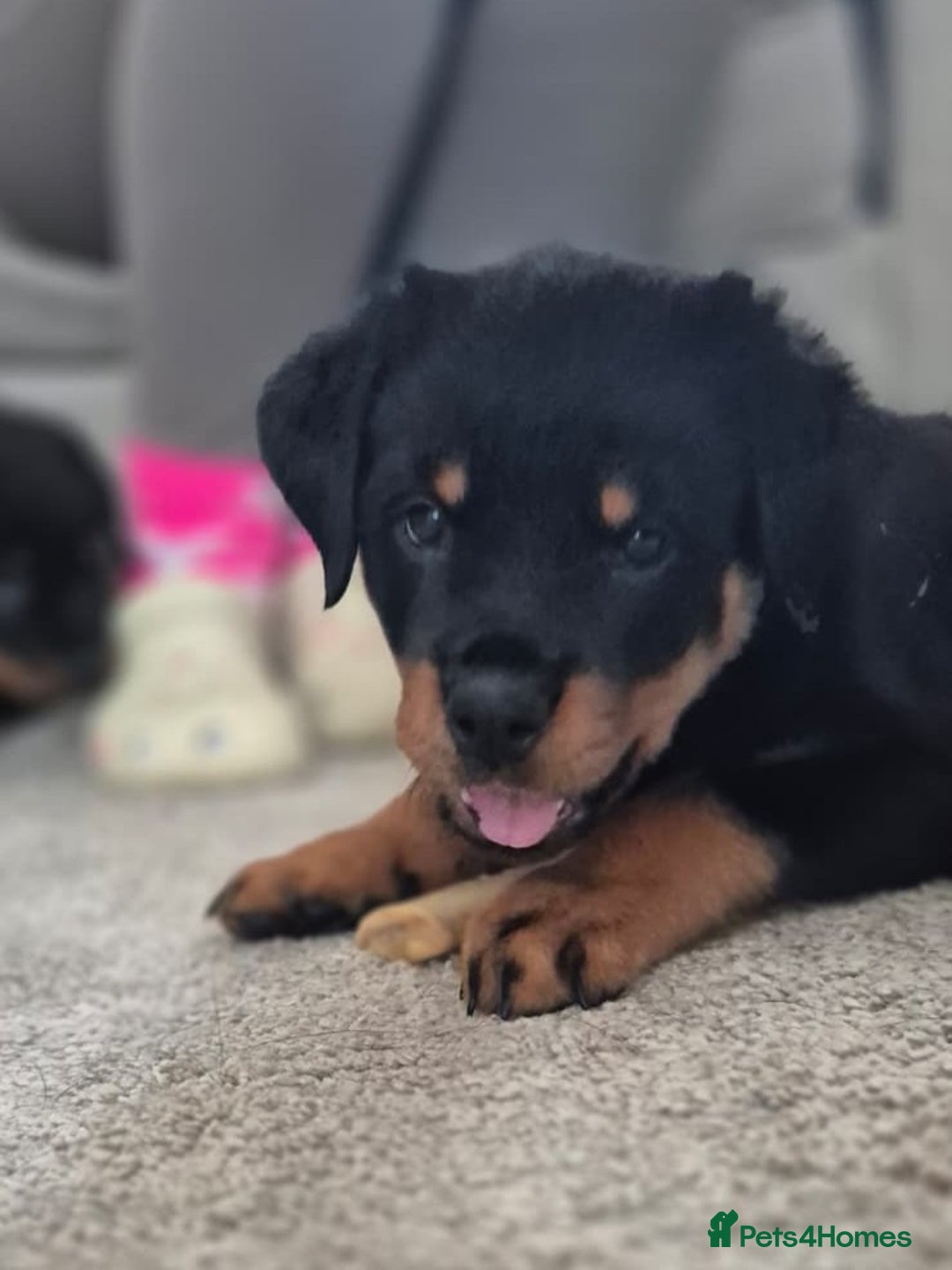 Rottweiler dogs for sale: Rottweiler Puppies – 3 Beautiful Girls Ready now! - Image 7