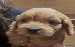 Cockapoo dogs for sale: Cockapoo puppies  - Advert 10