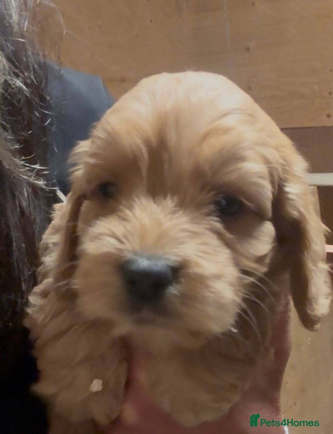 Cockapoo dogs for sale: Cockapoo puppies  - Advert 10