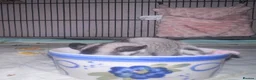 Sugar Glider rodents for sale: 3 x bonded male gliders  in Diss - Advert 2