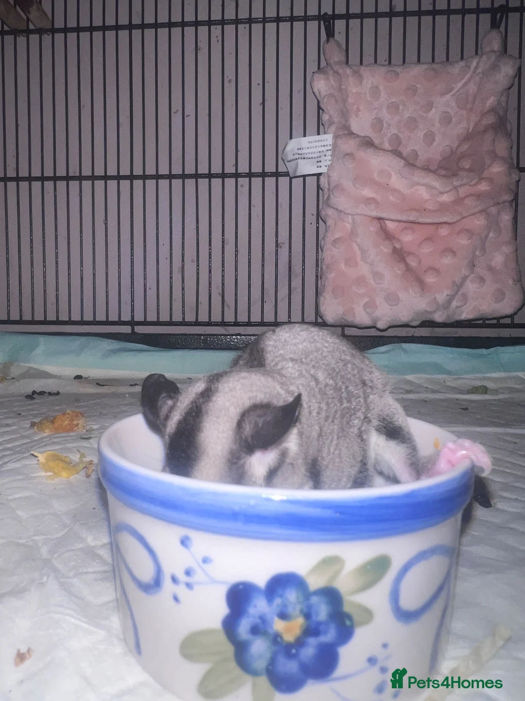 Sugar Glider rodents for sale: 3 x bonded male gliders  in Diss - Advert 2