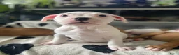 Mixed Breed dogs for sale: 2 boys & 3 girls Ready to go🏡💕 - Advert 9