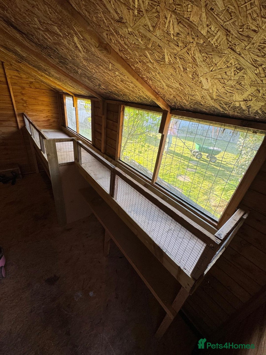 Guinea Pig rodents for sale: Trio of super sweet & friendly boars! - Image 4