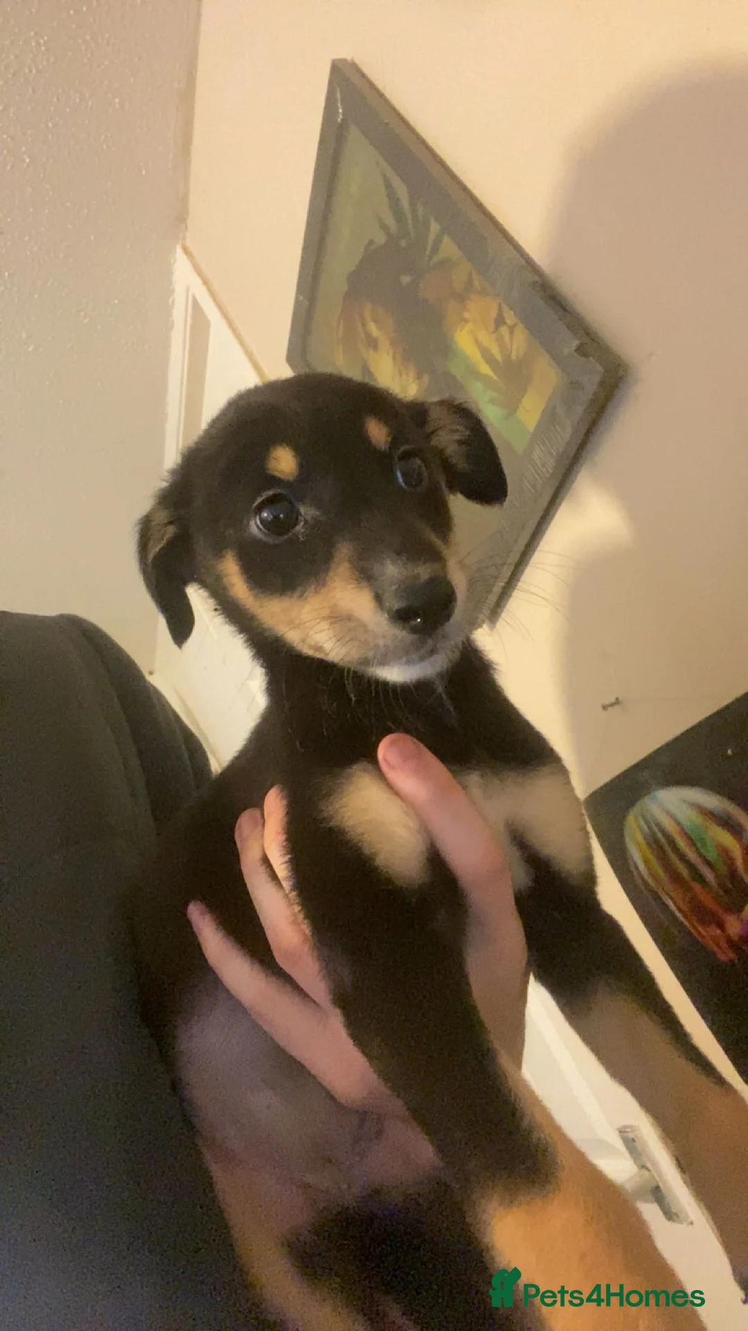 Mixed Breed dogs for sale: Whippet x  greyhound puppies - Advert 2