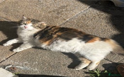 Domestic Shorthair cats for sale: Cute little kitten looking for his forever home - Image 4