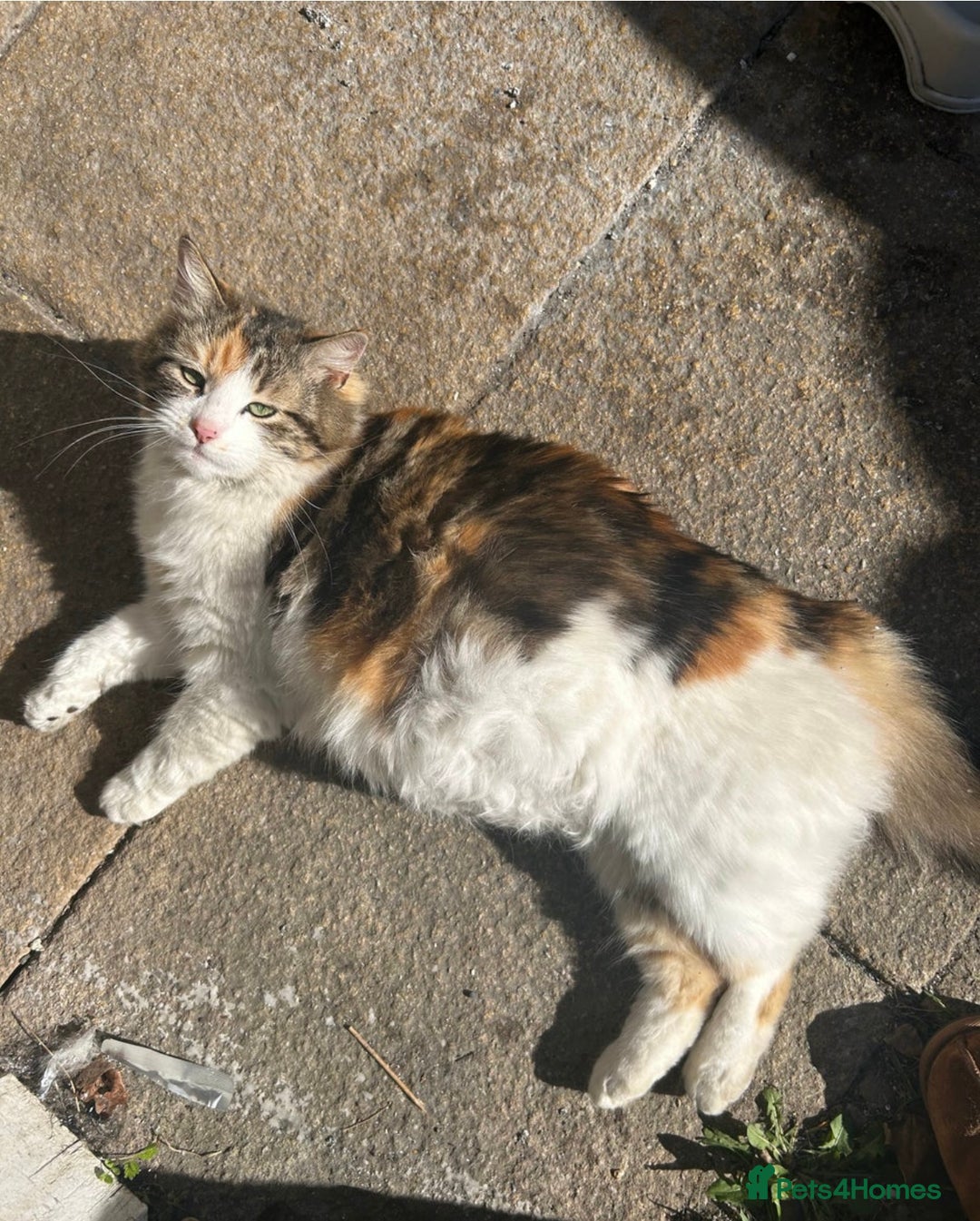 Domestic Shorthair cats for sale: Cute little kitten looking for his forever home - Image 4