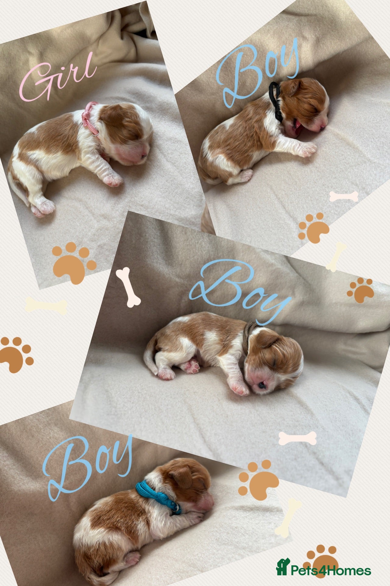 Cavalier King Charles Spaniel dogs 🧬New arrivals DNA HEALTH TESTED🧬KING CHARLES CAV - Advert 5