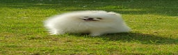 Pomeranian dogs for stud: White KC Registered pomeranian. *Stud duties only* - Advert 10