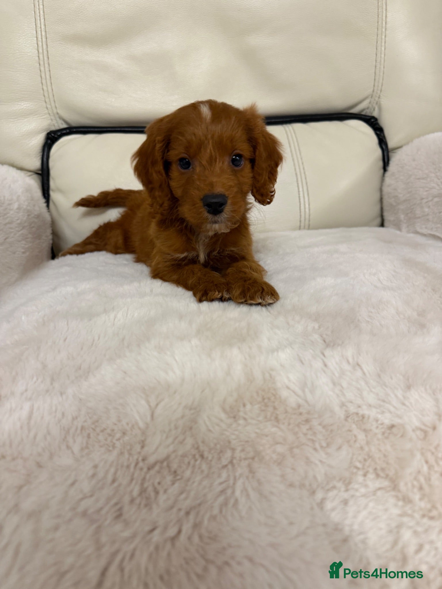 Cockapoo dogs Cockapoo puppys  - Advert 1