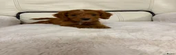 Cockapoo dogs for sale: Cockapoo puppys  - Advert 1