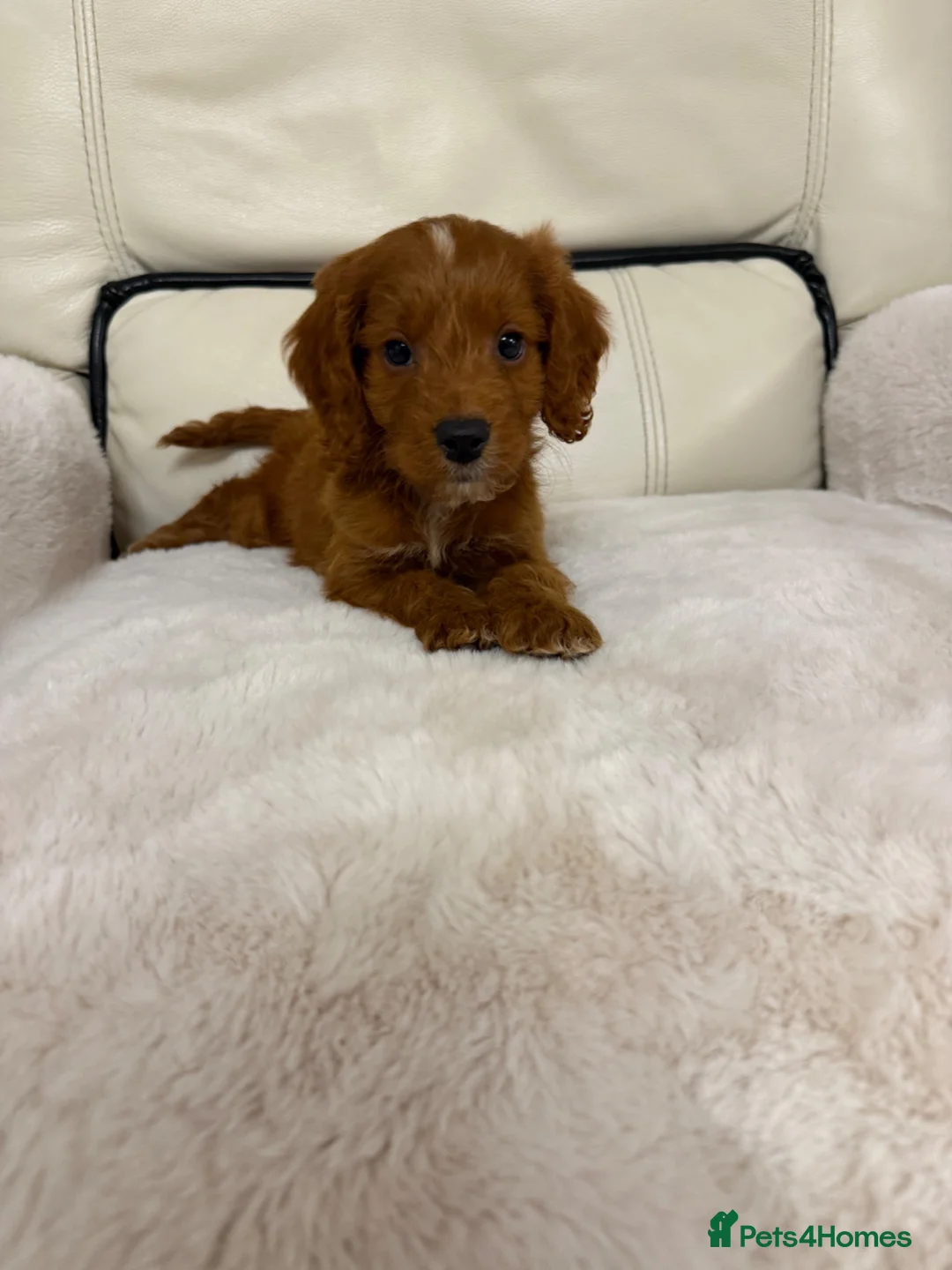 Cockapoo dogs for sale: Cockapoo puppys  - Advert 1