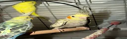 Mixed Breed birds for sale: Baby Cocatiel birds and budgies - Advert 9