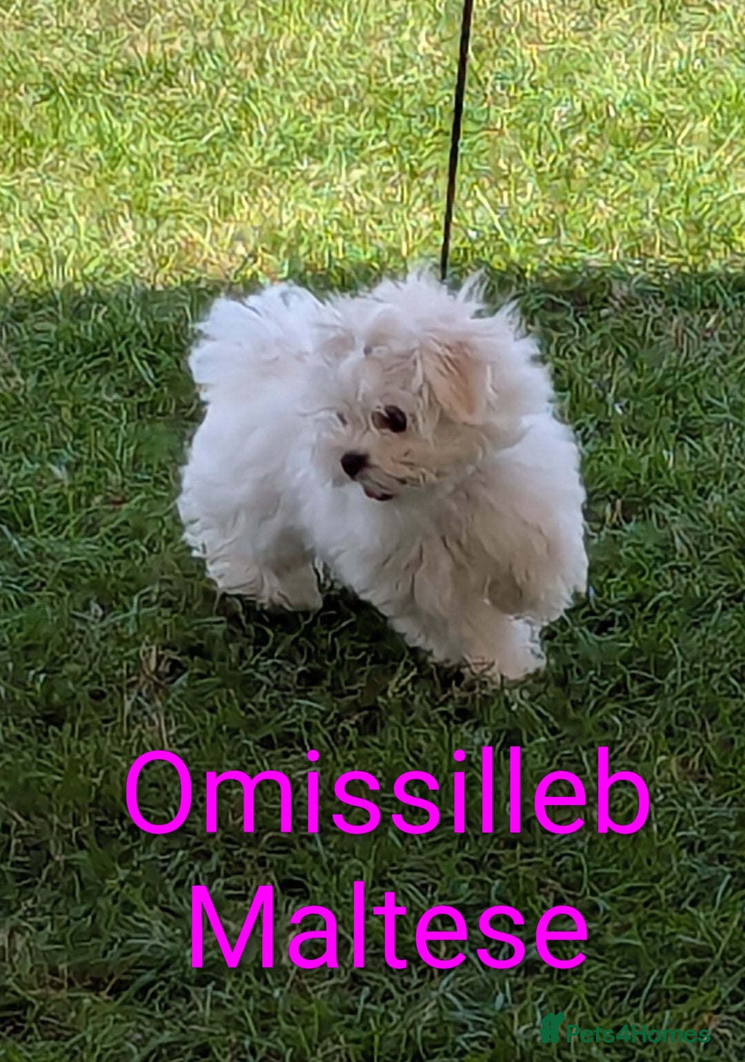 Maltese dogs for sale: Gorgeous KC pedigree Maltese puppy reduced price - Image 12