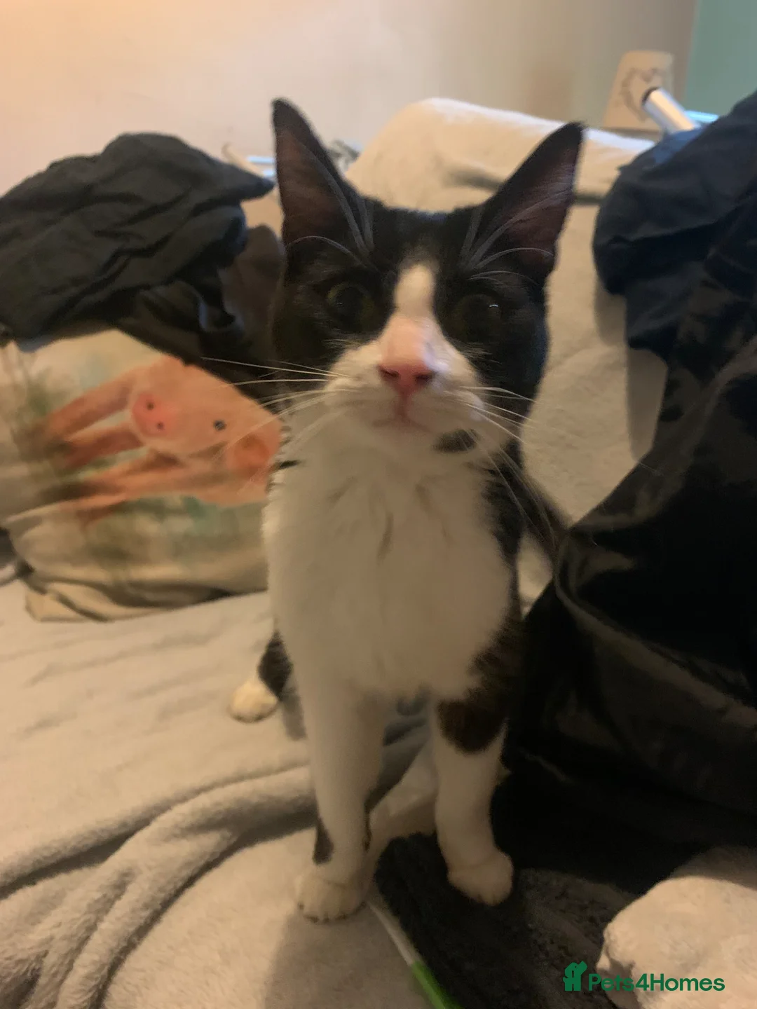 Domestic Shorthair cats for sale: Very affectionate boy cat in Stafford - Advert 2