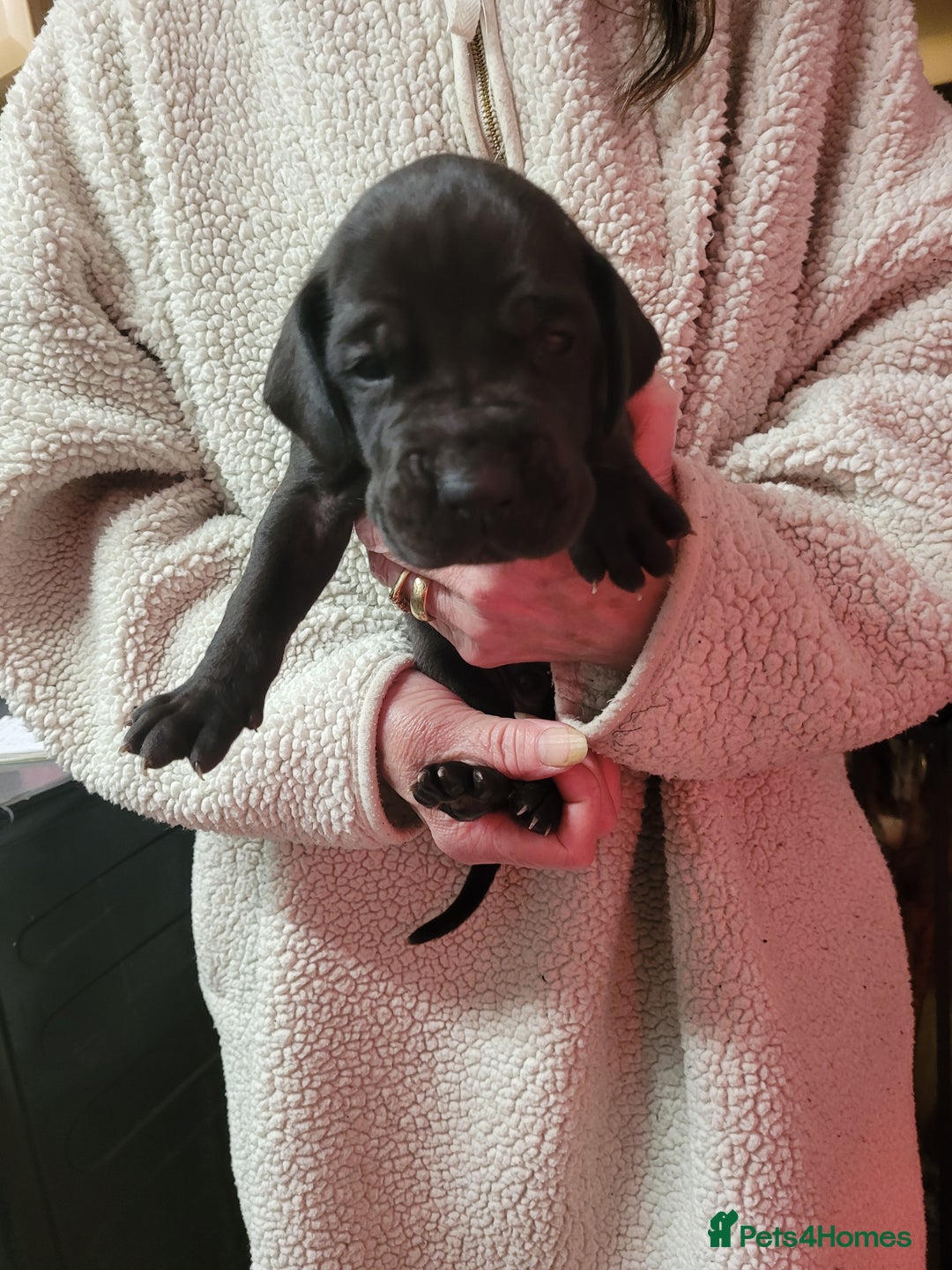 Great Dane dogs for sale: Magnificent litter of black great dane puppies - Advert 23
