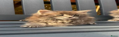 Maine Coon 1