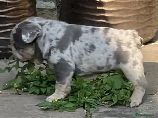 French Bulldog dogs QUALITY HEALTH TESTED FRENCH BULLDOG PUPPIES - Advert 5