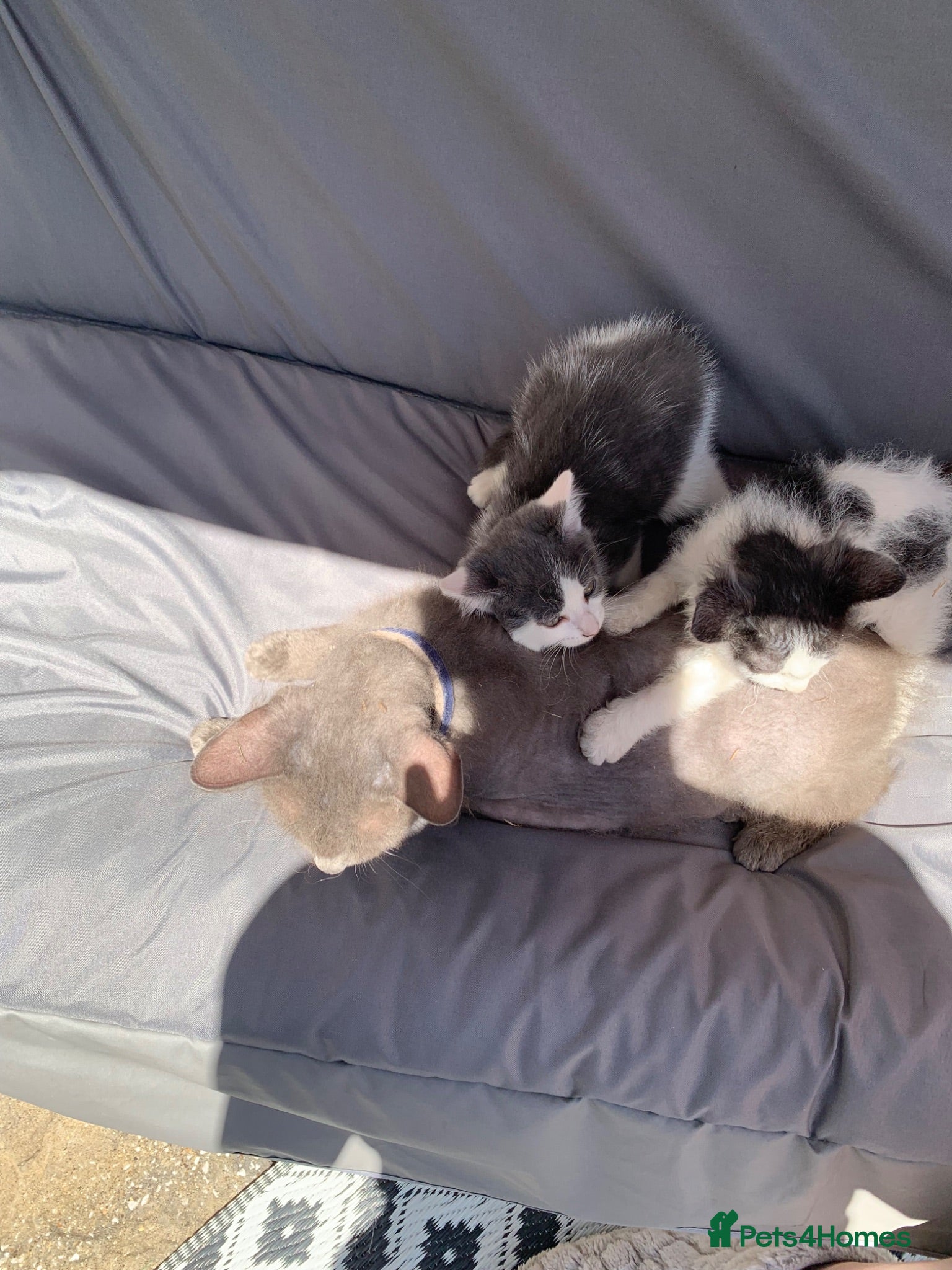 Mixed Breed cats Two prettyfemale kittens ready now - Advert 2