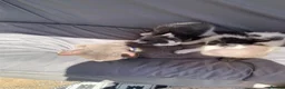 Mixed Breed cats for sale: Two prettyfemale kittens ready now - Advert 2