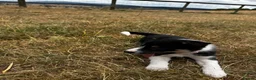 Mixed Breed dogs for sale: Kelpie x collies BEAUTIFUL LITTER - Advert 17