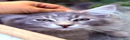 Maine Coon cats for sale: Purebred Maine Coon Kittens.Blue,Black Smoke,Tabby - Advert 27