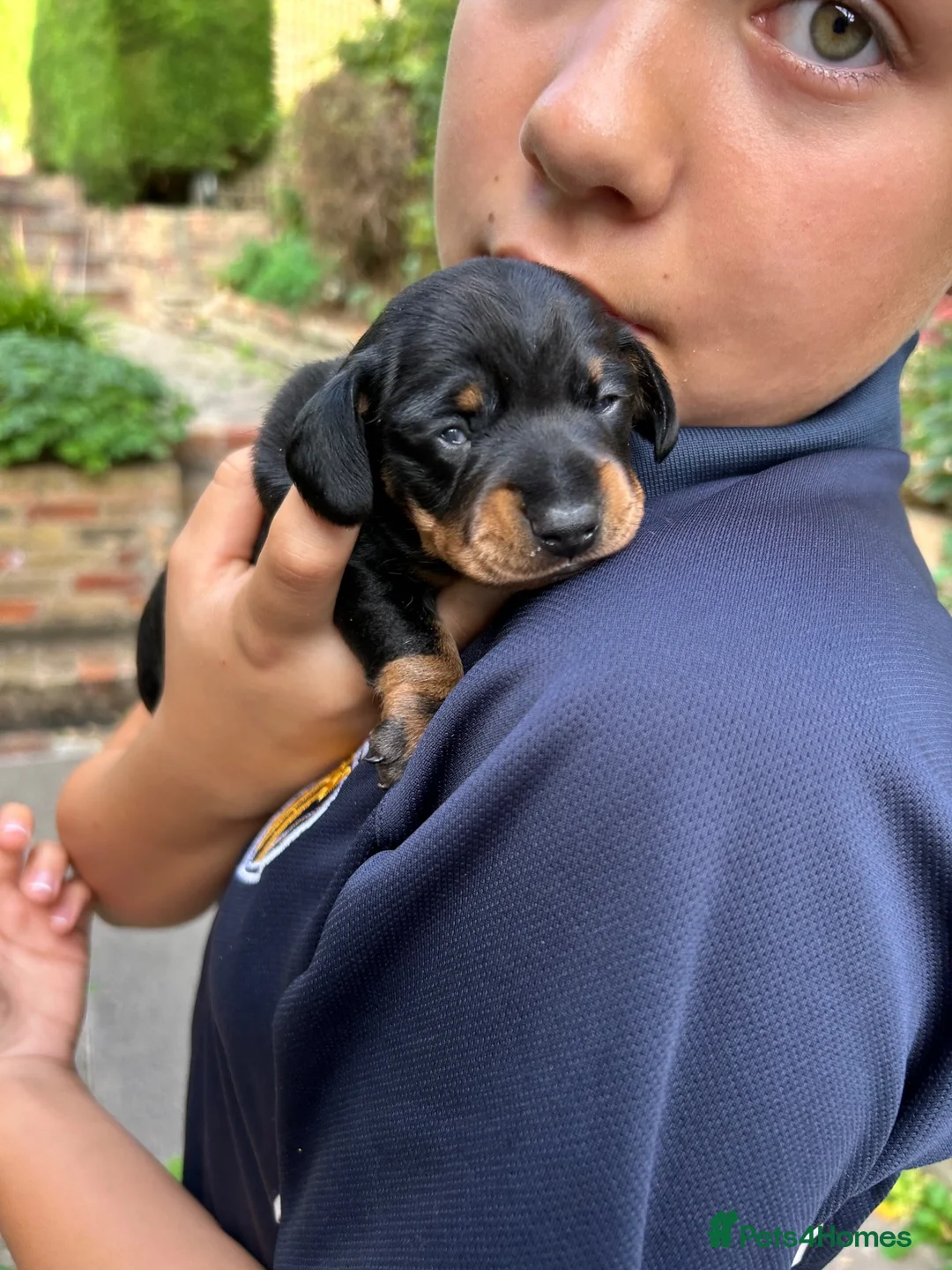 Miniature Dachshund dogs for sale: KC Miniature Black Tan Dachshund  in Bedford - Advert 2