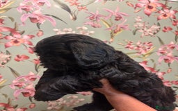 Mixed Breed dogs for sale: Gorgeous Shihtzu x show cocker spaniel boy - Image 5