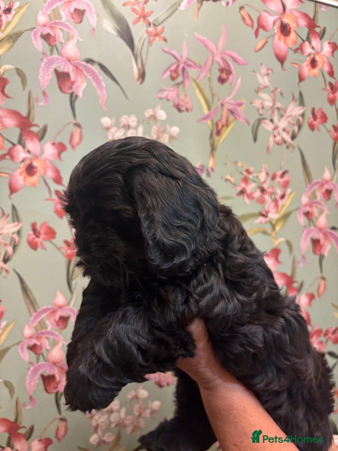 Mixed Breed dogs for sale: Gorgeous Shihtzu x show cocker spaniel boy - Image 5