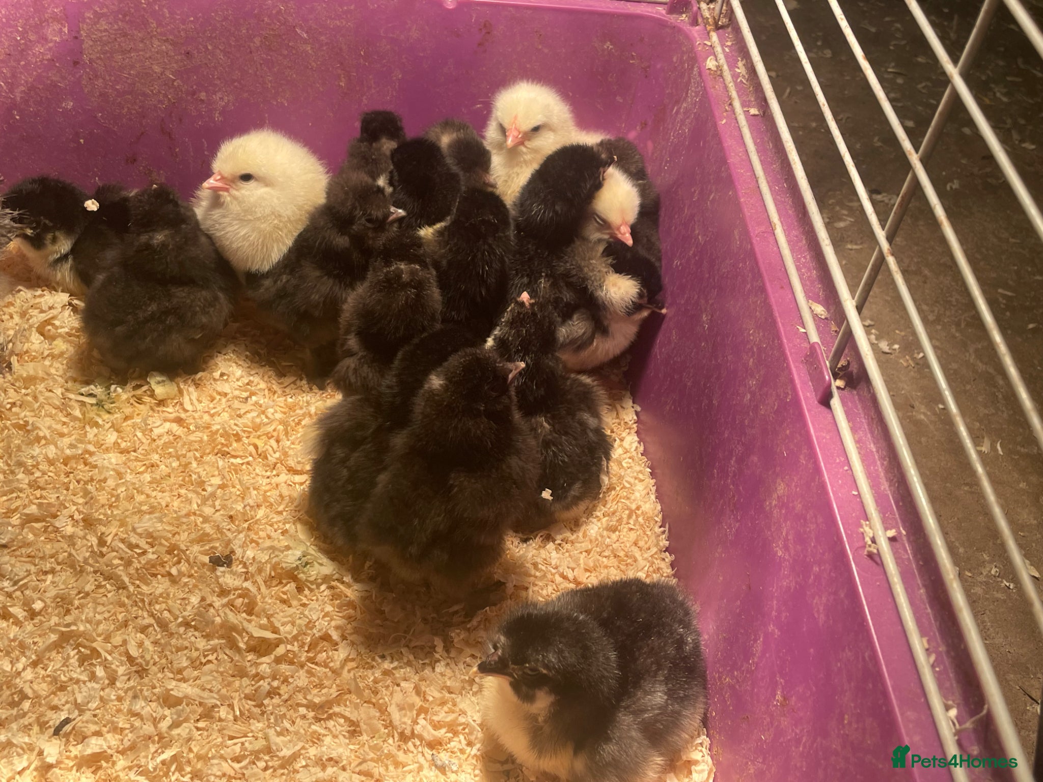 Chickens poultry Chicks available  - Advert 1