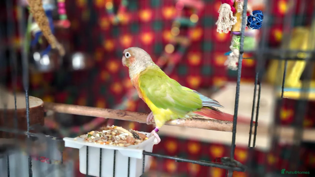 Conures birds for sale: Male Pineapple Conure Small/medium Parrot in Ilfracombe - Advert 1