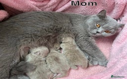 British Shorthair cats for sale: Lilac British Shorthair Kitten - Image 9