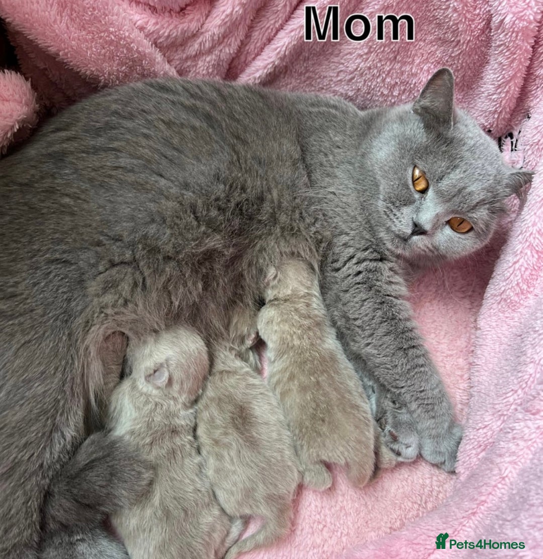 British Shorthair cats for sale: Lilac British Shorthair Kitten - Image 9