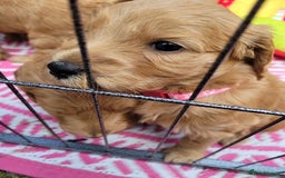 Goldendoodle dogs for sale: Goldendoodle puppies, beautiful boys and girls. - Image 7