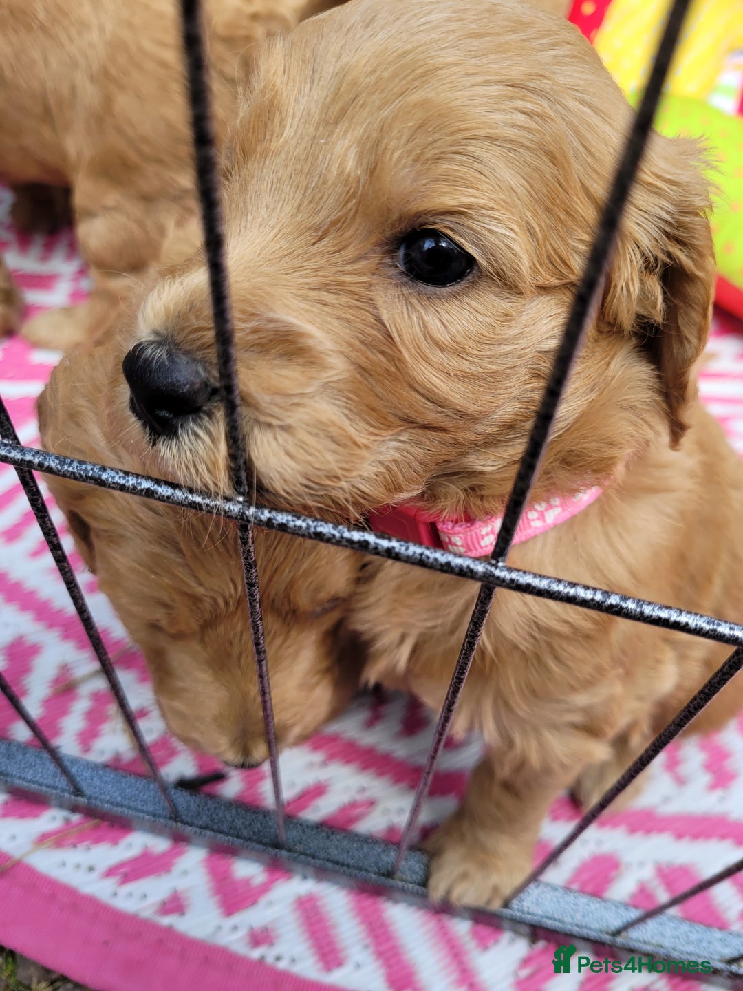 Goldendoodle dogs for sale: Goldendoodle puppies, beautiful boys and girls. - Image 7