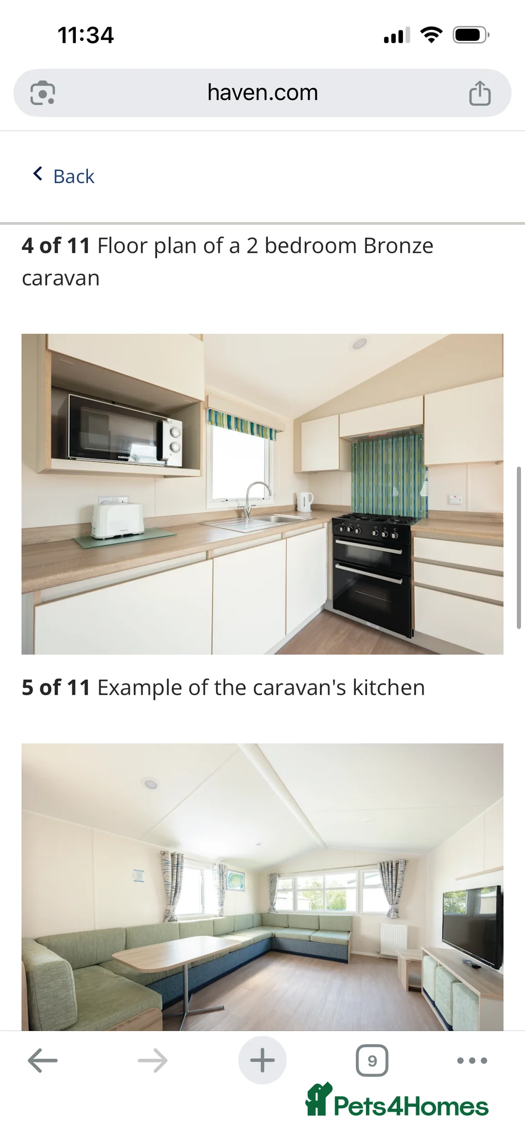 Maine Coon cats for sale: Two Beautiful Male Kittens - Advert 8