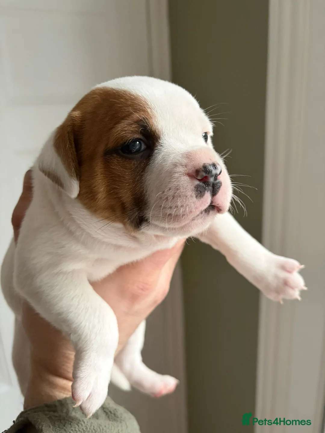 Staffordshire Bull Terrier dogs for sale: Stunning litter of 5 red/pied Staffies. Coi 3.8% - Advert 4