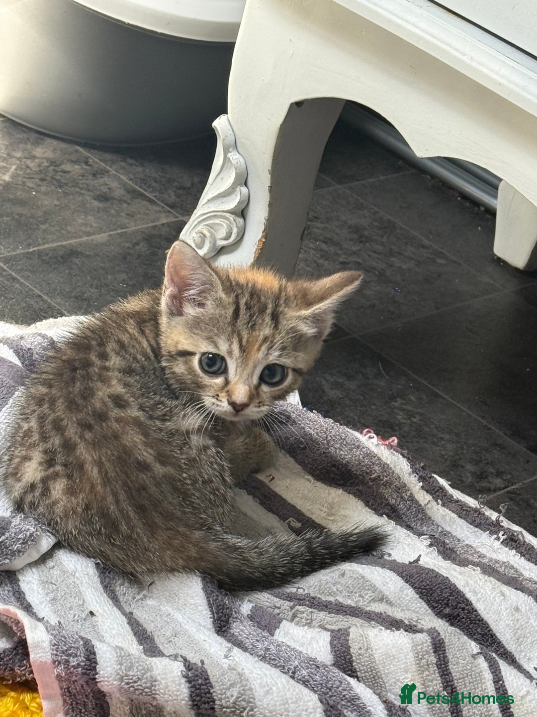 British Shorthair cats for sale: Golden tabby girl  - Image 8
