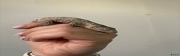 Gecko reptiles for sale: Baby Leachianus gecko x 2 for sale  - Advert 5