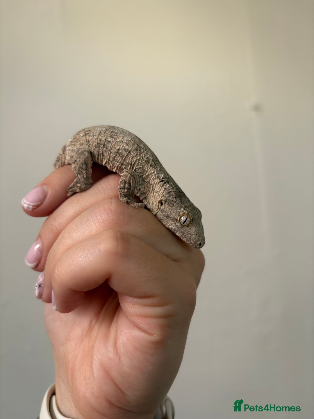 Gecko reptiles for sale: Baby Leachianus gecko x 2 for sale  - Image 5