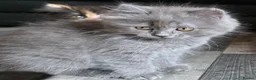 Persian cats for sale: Beautiful Ragdoll/Persian Kittens. - Advert 15