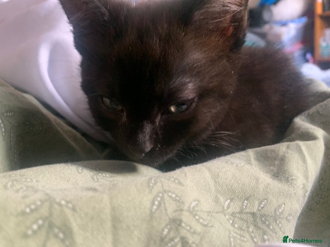 American Shorthair cats for sale: kittens available 15th (tuxedo and black cat) - Image 1