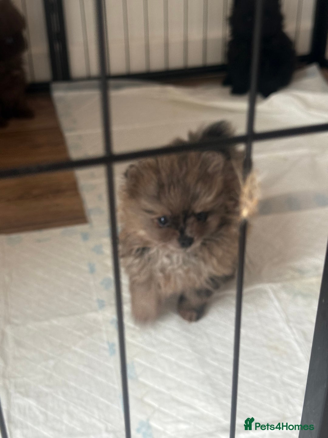 Pomeranian dogs for sale: ✨ PERFECT ✨ POMERANIANS with free delivery 🚚 ❤️ - Advert 6