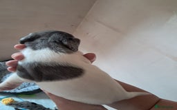 Mixed Breed dogs for sale: Cocker Jack puppies - Image 5