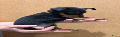 Miniature Pinscher 6