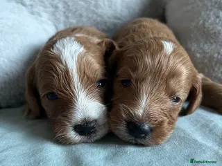 Cockapoo dogs Toy Cockapoo Puppies - Advert 6